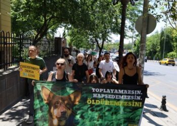 ‘Sokakların güvenliği için hayvanları değil kadın katillerini toplayın’