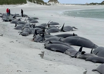 77 Balina Toplu Halde Kıyıya Vurarak Öldü