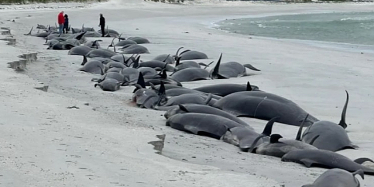 77 Balina Toplu Halde Kıyıya Vurarak Öldü