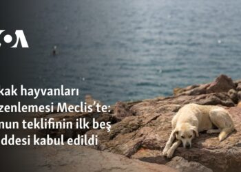 Sokak hayvanları düzenlemesi Meclis’te: Kanun teklifinin ilk beş maddesi kabul edildi