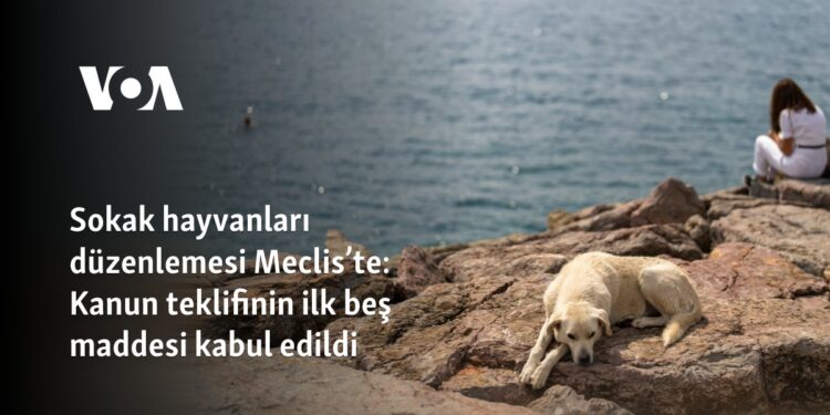 Sokak hayvanları düzenlemesi Meclis’te: Kanun teklifinin ilk beş maddesi kabul edildi