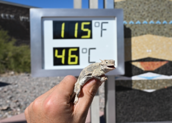 ABD'de Aşırı Sıcaklar Can Aldı! Geçen Hafta 27 Kişi Öldü