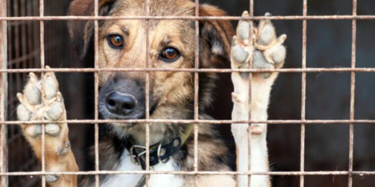 AKP’nin Meclis ajandası ortaya çıktı: “Katliam” yasası çekiliyor mu?