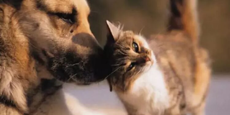 AKP’nin “katliam yasasına” tepkiler büyüyor: Esas sorun şehirleri cehenneme çevirenlerdir