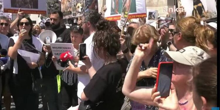 AKP'nin sokak hayvanları tasarısına karşı onlarca insan sokakta; "Tarih sizi yargılayacak, andımız olsun ki bu hayvanları öldürtmeyeceğiz!"