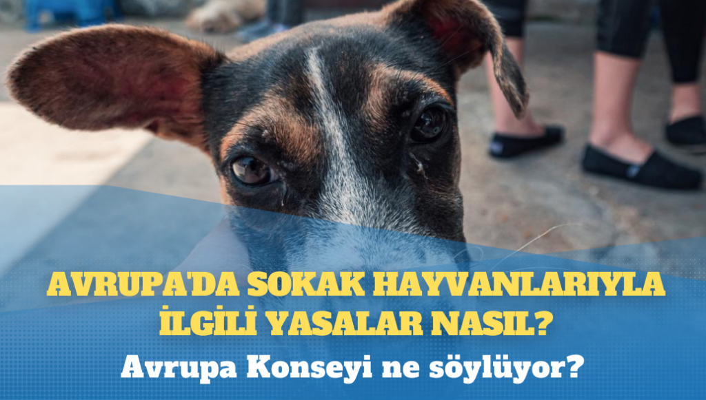 Avrupa’da sokak hayvanlarıyla ilgili yasalar nasıl?