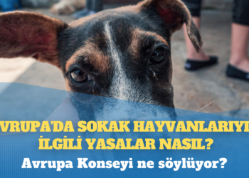 Avrupa’da sokak hayvanlarıyla ilgili yasalar nasıl?