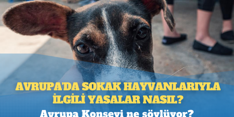 Avrupa’da sokak hayvanlarıyla ilgili yasalar nasıl?
