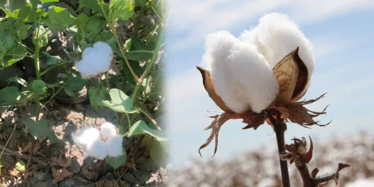 Beyaz Altın Gün Yüzüne Çıktı: Görenleri Mest Etti! Fiyatı Merak Konusu Oldu