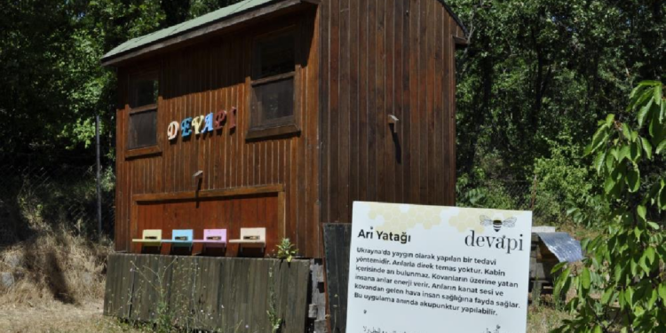 Bu Terapi Binlerce Arının Üzerine Yatarak Yapılıyor! Yabancı Turistlerin İlgi Odağı Oldu