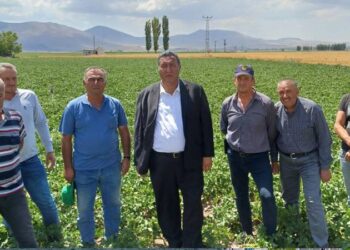 Bu sene ihracat olmazsa patates komple dökülür, üretici tarladan çekilir