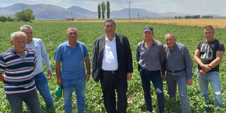 Bu sene ihracat olmazsa patates komple dökülür, üretici tarladan çekilir