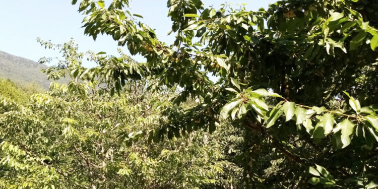 Bursa'da geç hasat başladı, fiyatı uçuşa geçti: Tarlada kilosu 85 TL!