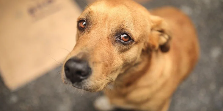 CHP'nin ‘Hayvan Hakları Korunmasındaki Sorunlar Araştırısın’ Önerisine Red