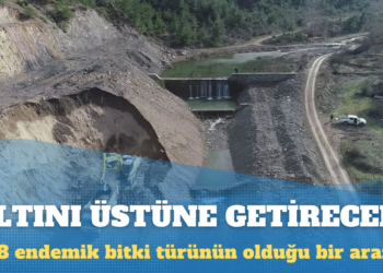 Cengiz Holding 28 endemik bitki türünün olduğu arazide altın madeni işletecek