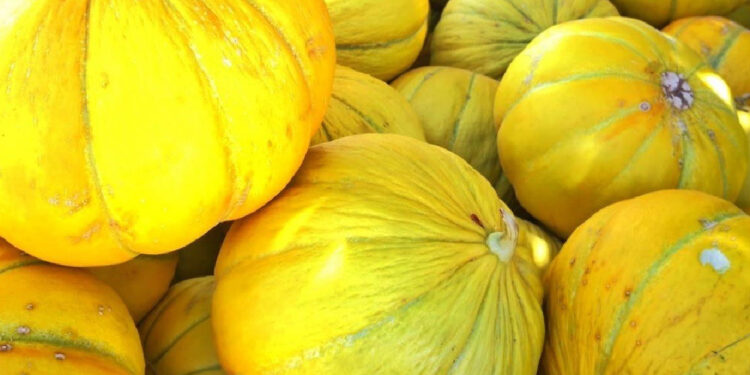Çorum'da verimli hasat başladı, ortalama 4 kilo geliyor: Kilosu 20 TL!