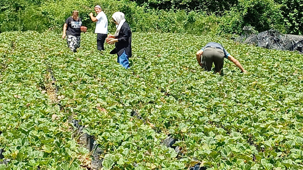 Düzce'de yeni moda hasat başladı, büyük ilgi görüyor: Örnek gösteriliyor!