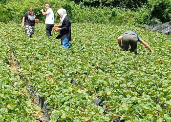 Düzce'de yeni moda hasat başladı, büyük ilgi görüyor: Örnek gösteriliyor!
