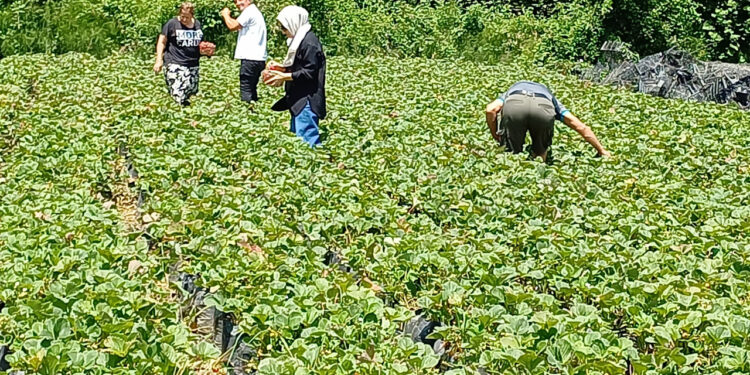 Düzce'de yeni moda hasat başladı, büyük ilgi görüyor: Örnek gösteriliyor!