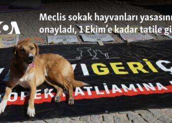 Meclis sokak hayvanları yasasını onayladı, 1 Ekim’e kadar tatile girdi