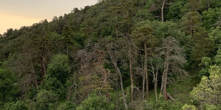 Erdoğan imzaladı: 8 ilde bazı alanlar orman sınırı dışına çıkarıldı