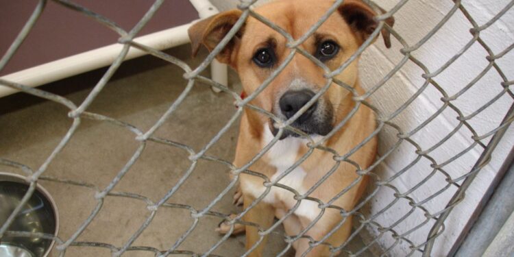 Erdoğan’ın eski metin yazarından AKP’ye: Grubu sıkı tutun, köpek meselesi partiyi test edecek