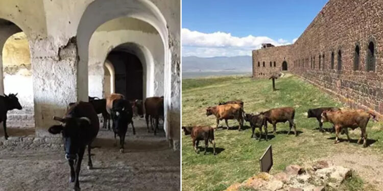 Erzurum’daki Mecidiye Tabyası, ‘ahıra döndü’
