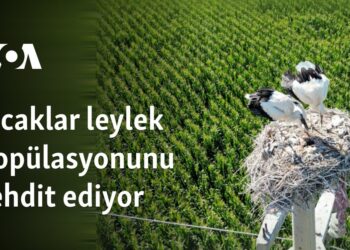 Sıcaklar leylek popülasyonunu tehdit ediyor