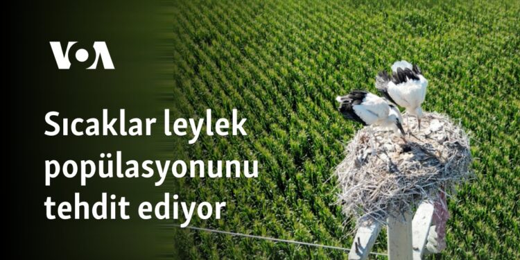 Sıcaklar leylek popülasyonunu tehdit ediyor