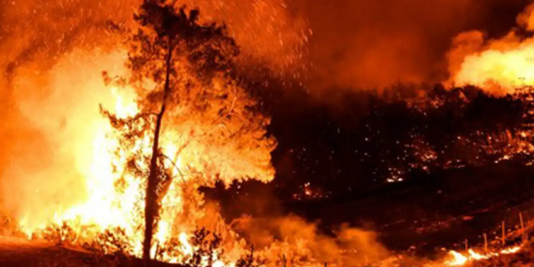 Güney Afrika'da Orman Yangınında 6 İtfaiyeci Öldü