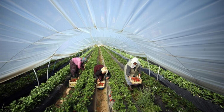Hasadı Yılda En Az İki Kez Yapılıyor! Üretenlerin Elinde Neredeyse Ürün Kalmıyor