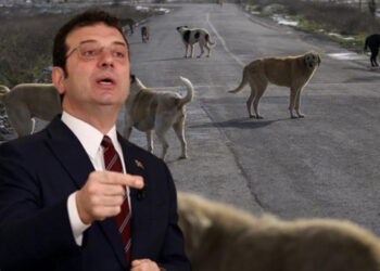 İmamoğlu'ndan Görüşmeleri Devam Eden ‘Hayvanları Koruma Kanunu' Teklifine Sert Tepki