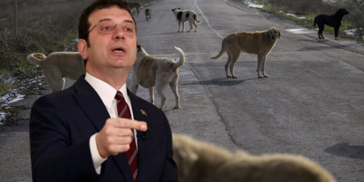 İmamoğlu'ndan Görüşmeleri Devam Eden ‘Hayvanları Koruma Kanunu' Teklifine Sert Tepki