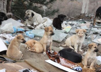 İstanbul Barosu: Sokak hayvanları tasarısına karşı her türlü mücadeleyi vereceğiz