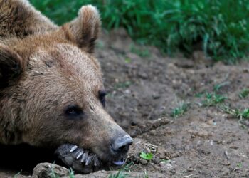 İtalya'da anne ayının öldürülmesine tepki: Çevre Bakanı da kınadı