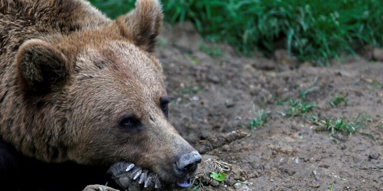 İtalya'da anne ayının öldürülmesine tepki: Çevre Bakanı da kınadı