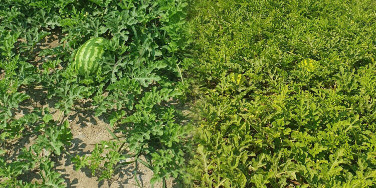 Karpuz Hasadı İçin Geri Sayım