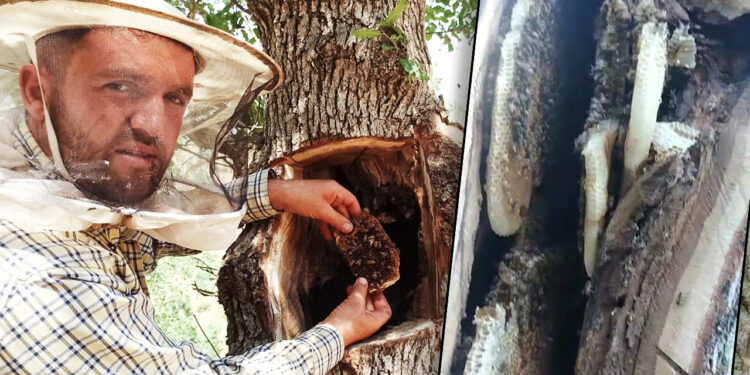 Kimsenin Ayak Basmadığı Yerde Buldu: Ağaç Kovuğundan Çıkıyor, Kilosu 8 Bin Lira!