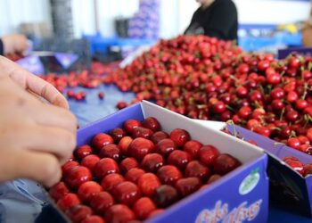 Kiraz tarladan markete yüzde 303 farkla geliyor