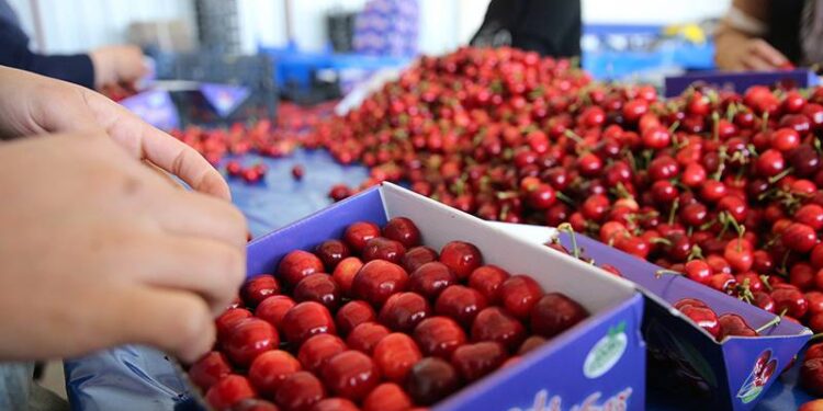 Kiraz tarladan markete yüzde 303 farkla geliyor