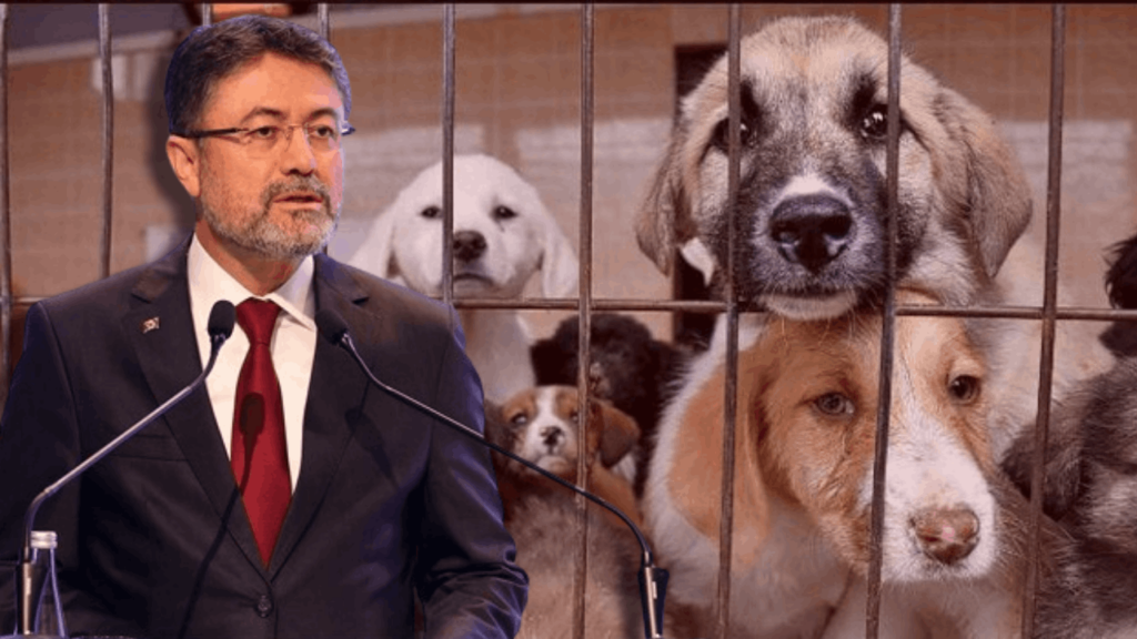 Köpek Öldürmeyen Belediyelere Tepki Çeken Ceza: Bakan Yumaklı Açıkladı, 'Katletmeyen' Hapse Girecek