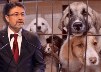 Köpek Öldürmeyen Belediyelere Tepki Çeken Ceza: Bakan Yumaklı Açıkladı, 'Katletmeyen' Hapse Girecek