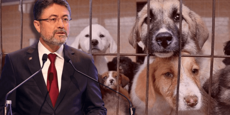 Köpek Öldürmeyen Belediyelere Tepki Çeken Ceza: Bakan Yumaklı Açıkladı, 'Katletmeyen' Hapse Girecek