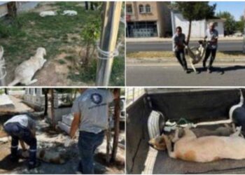 Köpeklere katliam yasası Meclis’ten geçer geçmez ilk uygulayan DEM Partili belediye oldu