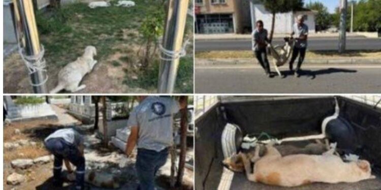 Köpeklere katliam yasası Meclis’ten geçer geçmez ilk uygulayan DEM Partili belediye oldu