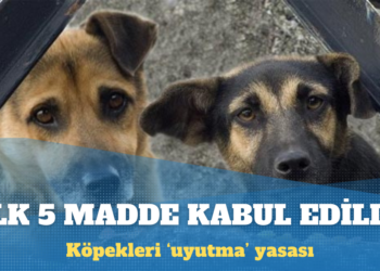 Köpekleri ‘uyutma’ yasasının ilk beş maddesi kabul edildi