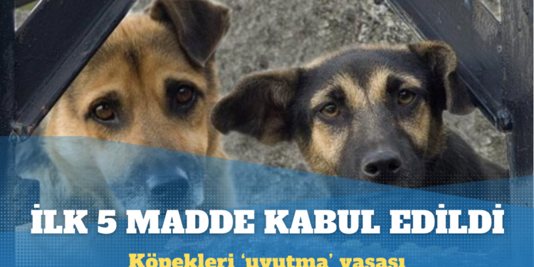 Köpekleri ‘uyutma’ yasasının ilk beş maddesi kabul edildi