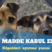 Köpekleri ‘uyutma’ yasasının ilk beş maddesi kabul edildi