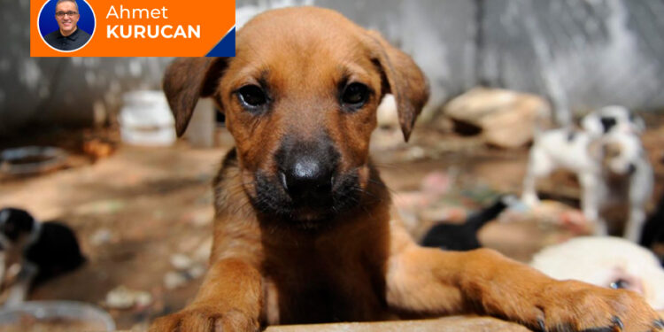 Köpeklerin öldürülmesi; din ne diyor?