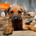 Köpeklerin öldürülmesi; din ne diyor?